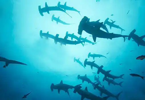 Awe-inspiring school of scalloped hammerhead sharks silhouetted in the deep blue, a legendary scuba diving encounter at Layang Layang Island atoll.
