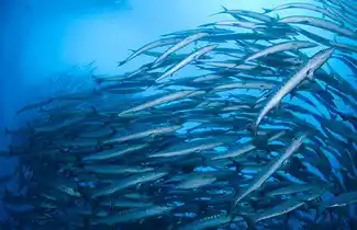 Massive school of bumphead parrotfish on their daily migration, an unforgettable spectacle for scuba divers at Sipadan island.