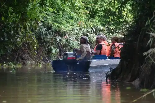 Wildlife-spotting cruise navigating a narrow tributary of the Kinabatangan River, taking visitors deep into the Borneo rainforest in search of proboscis monkeys.