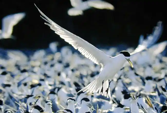 Graceful seabird landing amidst a massive nesting colony, showcasing the incredible birding opportunities at the Layang Layang Island sanctuary.