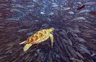 A green sea turtle slices through a swirling wall of jackfish at Sipadan, creating a cinematic moment highly sought by underwater photographers.