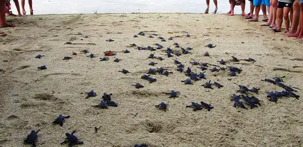 Dozens of baby sea turtle hatchlings making their first journey across the sand to the ocean during a guest release event at Mataking Island Resort.