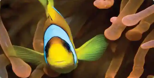 Vibrant clownfish (Nemo) nestled safely within the soft tentacles of its anemone home, highlighting the rich macro marine life of Mabul Island.