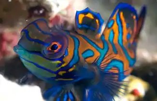 Exquisite macro photograph of a vibrant mandarinfish, showcasing its psychedelic patterns, a bucket-list sighting for divers at Kapalai Resort.