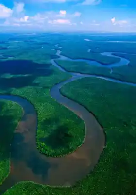 Spectacular aerial view of the Kinabatangan River winding through the vast, untouched mangrove forest of Sabah, a top destination for wildlife cruises.