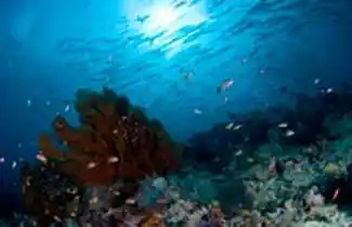 Beautiful coral reef scene with a large sea fan and schooling fish, showcasing the incredible underwater world of Borneo diving with Seaventures.