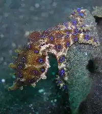 An elusive blue-ringed octopus creeps over Kapalai's dark sand slope, a prized macro subject for underwater photographers.
