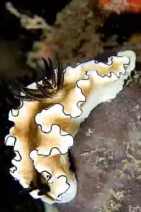 This sea slug's bright colors warn of its toxicity. Glossodoris atromarginata nudibranch with ruffled black-edged mantle glides over Kapalai reef enchanting macro photographers.