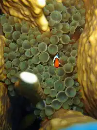 Tiny clownfish, the real-life Nemo, nestled safely deep within the protective tentacles of its bubble-tip anemone home near Siamil island.