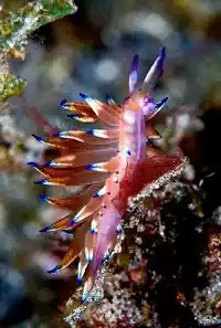 Vibrantly colored nudibranch with electric blue tips, showcasing the stunning macro life available on a Sipadan and Mabul diving holiday package.