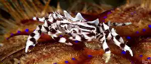 Zebra crab with bold black and white stripes straddles a fire urchin at Kapalai, striking pose for macro photographers.