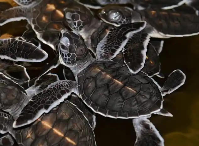 Adorable newborn sea turtles in the turtle hatchery at Pom Pom Island Resort, a key part of the island's marine conservation program.