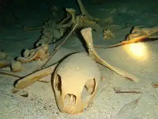 Eerie sight of a sea turtle skeleton resting on the sandy floor inside the famous Turtle Tomb, an underwater cavern system at Sipadan Island.